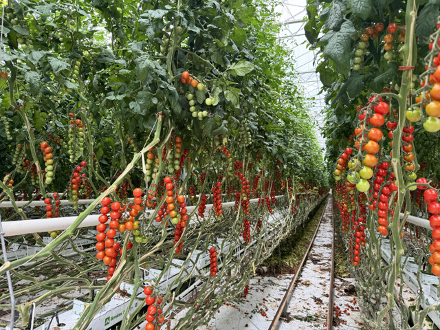 Waste Not, Want Not in Chatham, Ontario