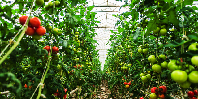 Ne gaspillez pas, vous n'aurez pas besoin de rien à Chatham, en Ontario