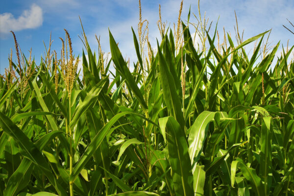 Agribusiness Image
